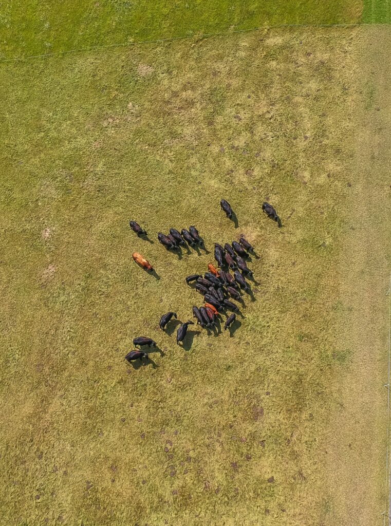 cow herd Drone Data Analytics in Agriculture