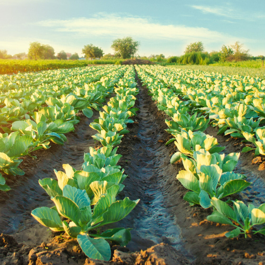 field of crops precision agriculture